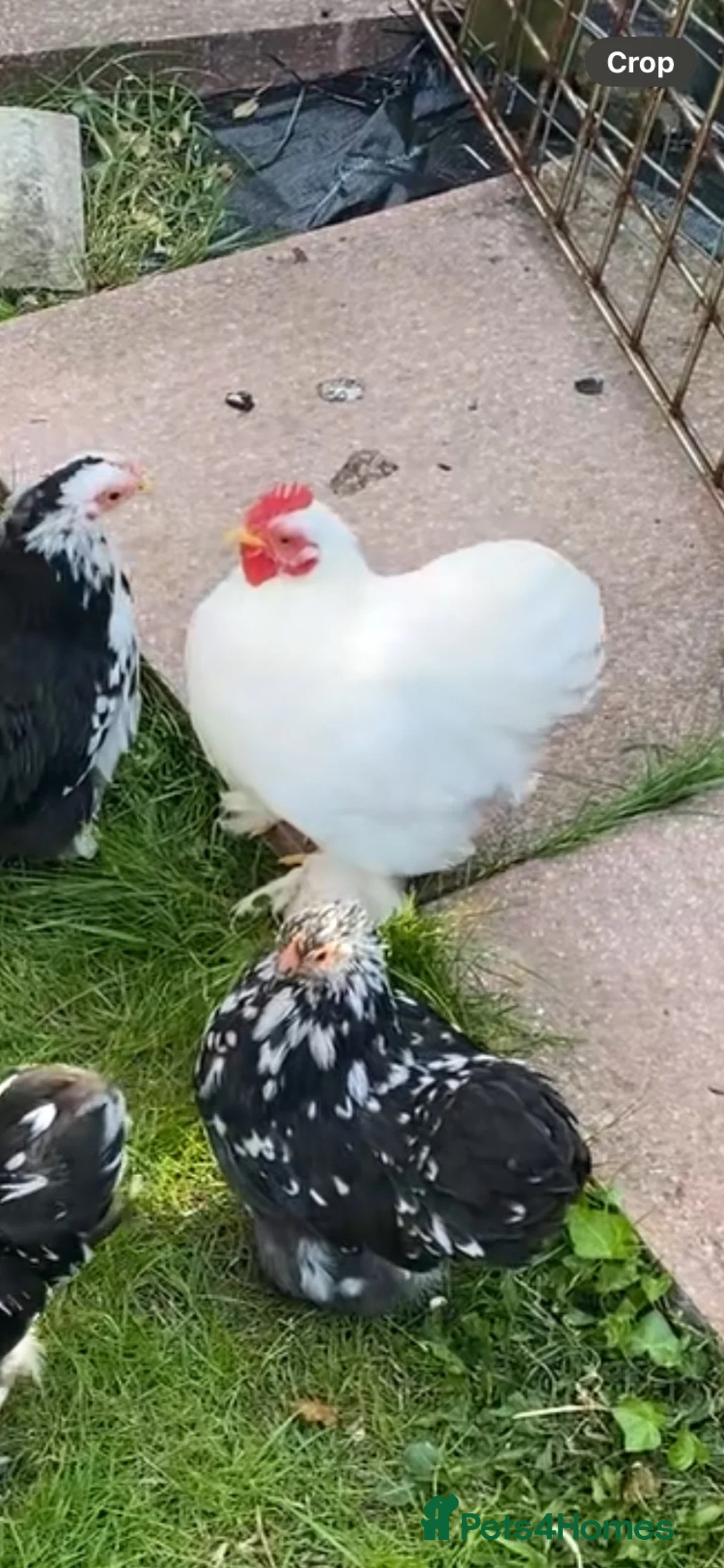 Chickens poultry for sale: Pekin cockerel  in Lockerbie - Advert 2