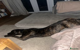 Mixed Breed dogs for sale: Dog for rehoming  - Image 2