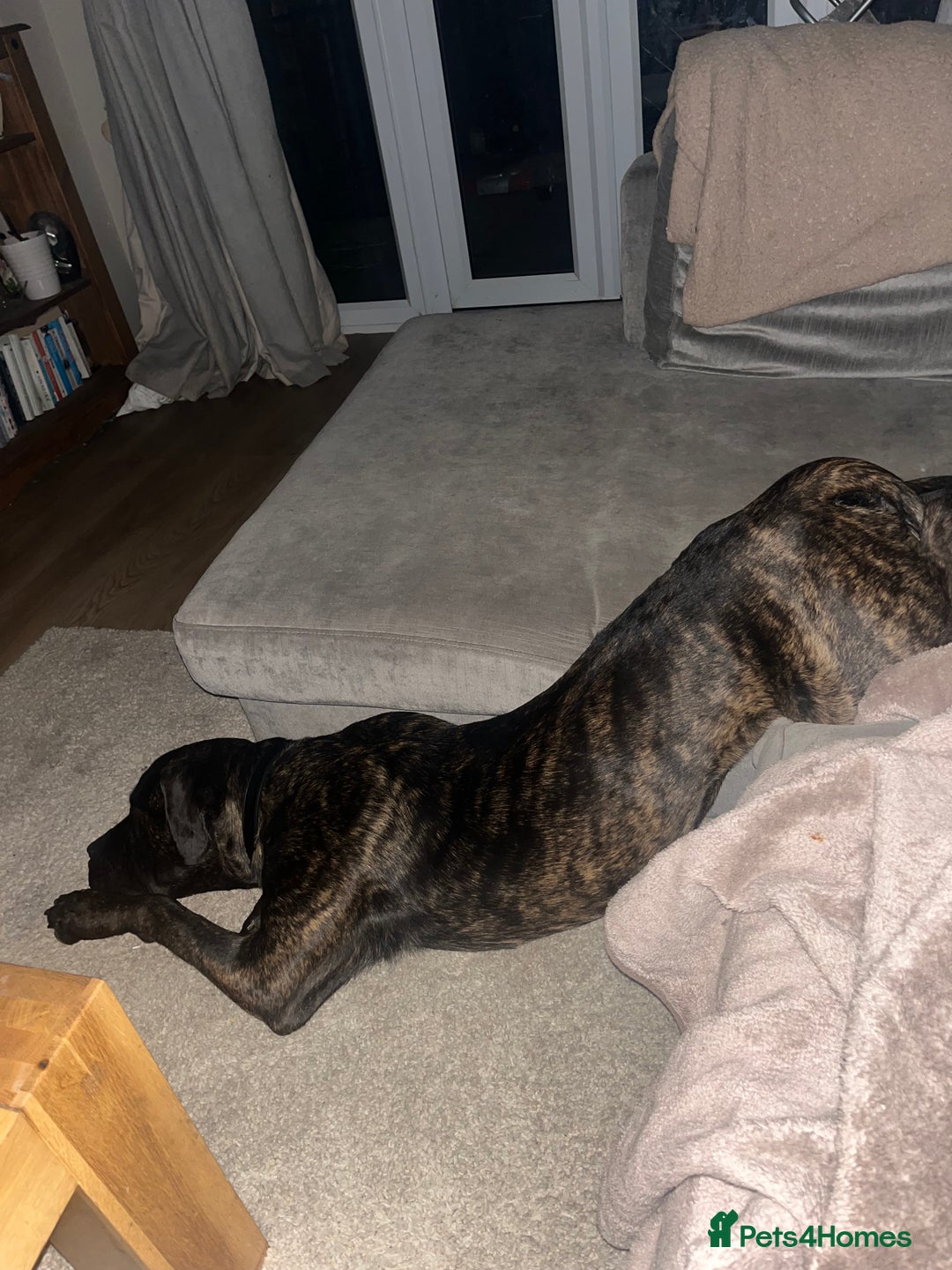 Mixed Breed dogs for sale: Dog for rehoming  - Image 2