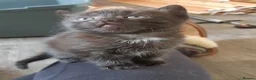 Domestic Shorthair cats for sale: Lovely Litter Of Kittens - Advert 5