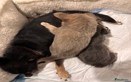 Chihuahua dogs for sale: Beautiful mink lilac chihuahua puppy - Image 4