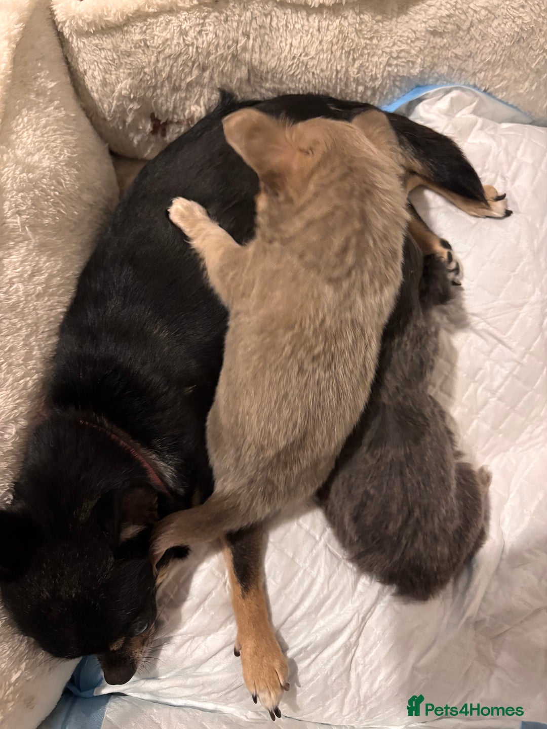 Chihuahua dogs for sale: Beautiful mink lilac chihuahua puppy - Image 4