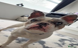 French Bulldog dogs for sale: Frenchie for sale - Image 2