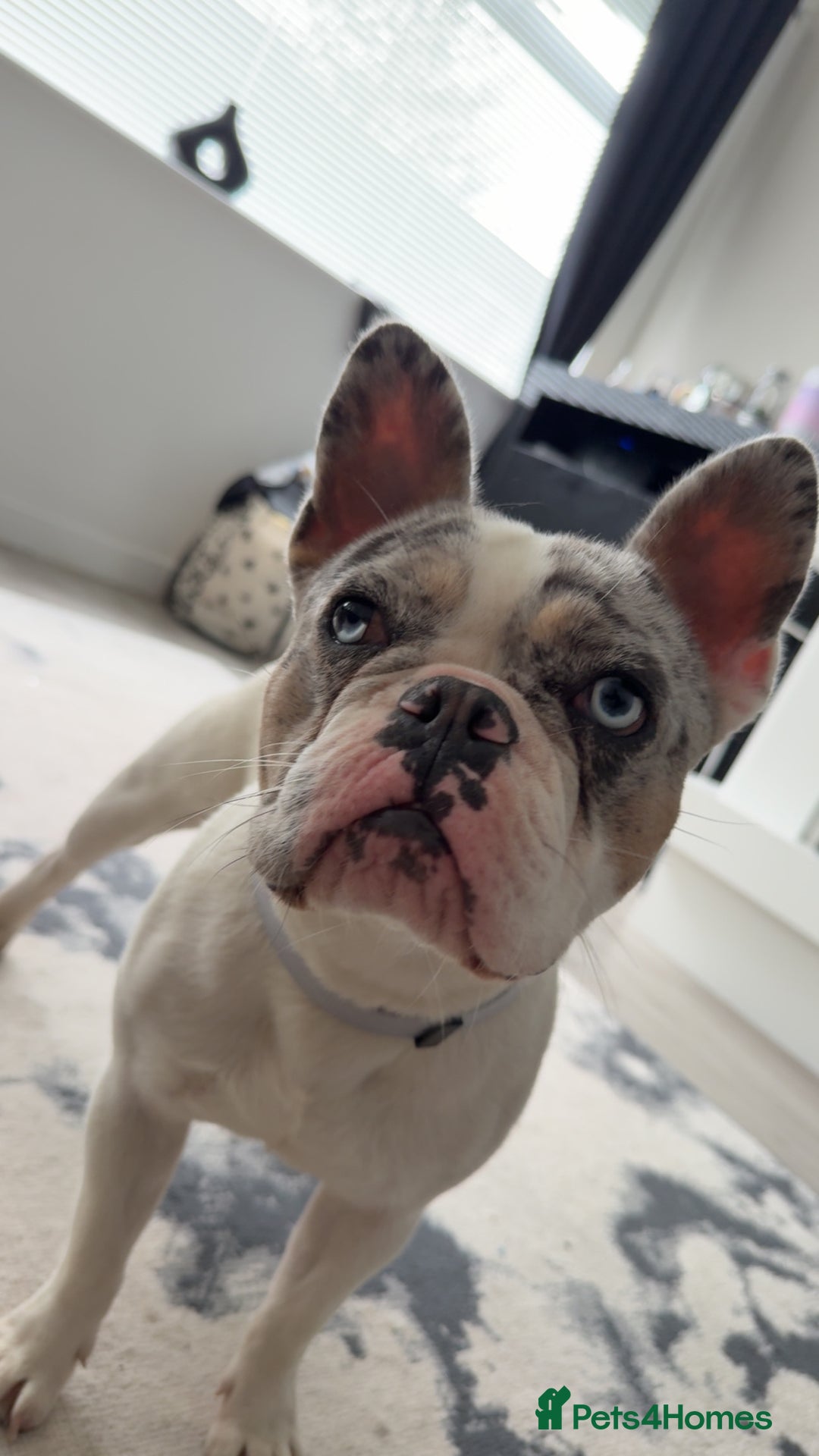 French Bulldog dogs for sale: Frenchie for sale - Image 2