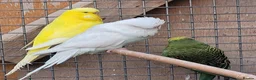 Budgerigars birds for sale: BUDGIES - various colours, various ages. - Advert 7