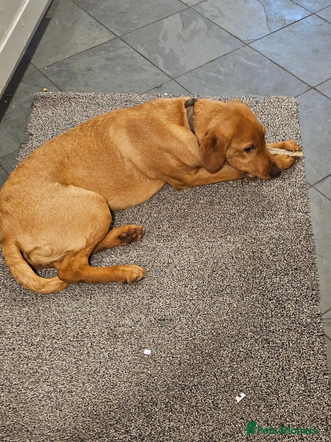 Labrador Retriever dogs for sale: Fox red lab bitch 6 months old. - Advert 5