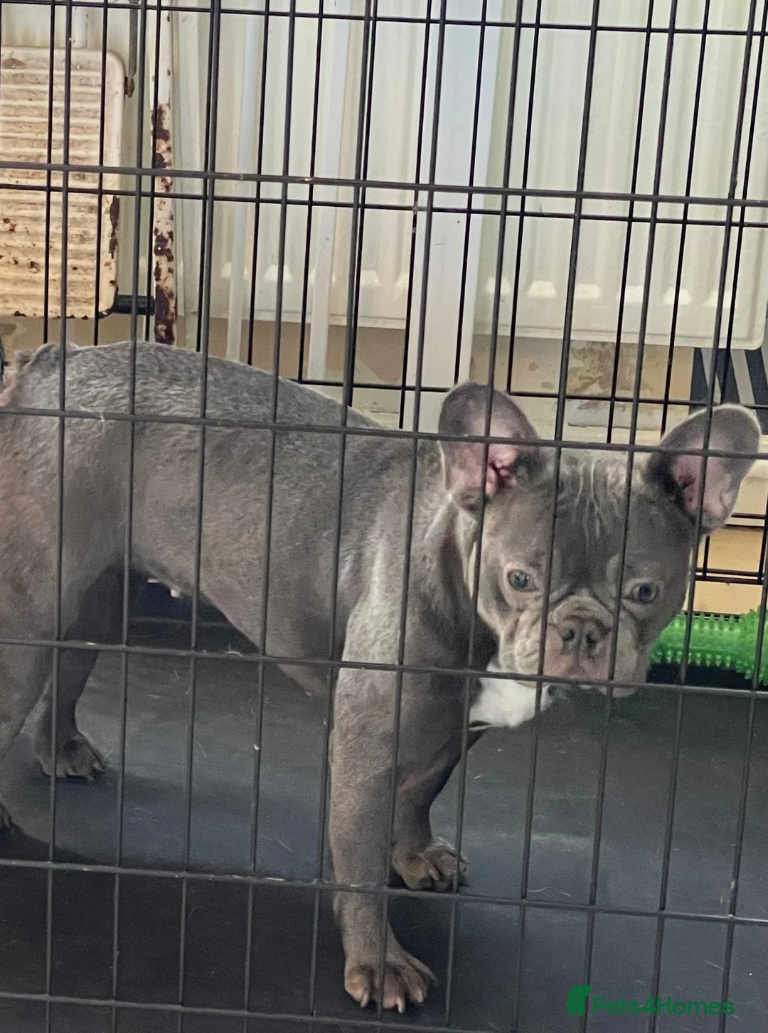 French Bulldog dogs for sale: French bulldog girl 18 months old  - Advert 1