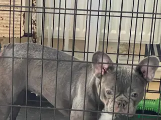 French Bulldog dogs French bulldog girl 18 months old - Advert 3