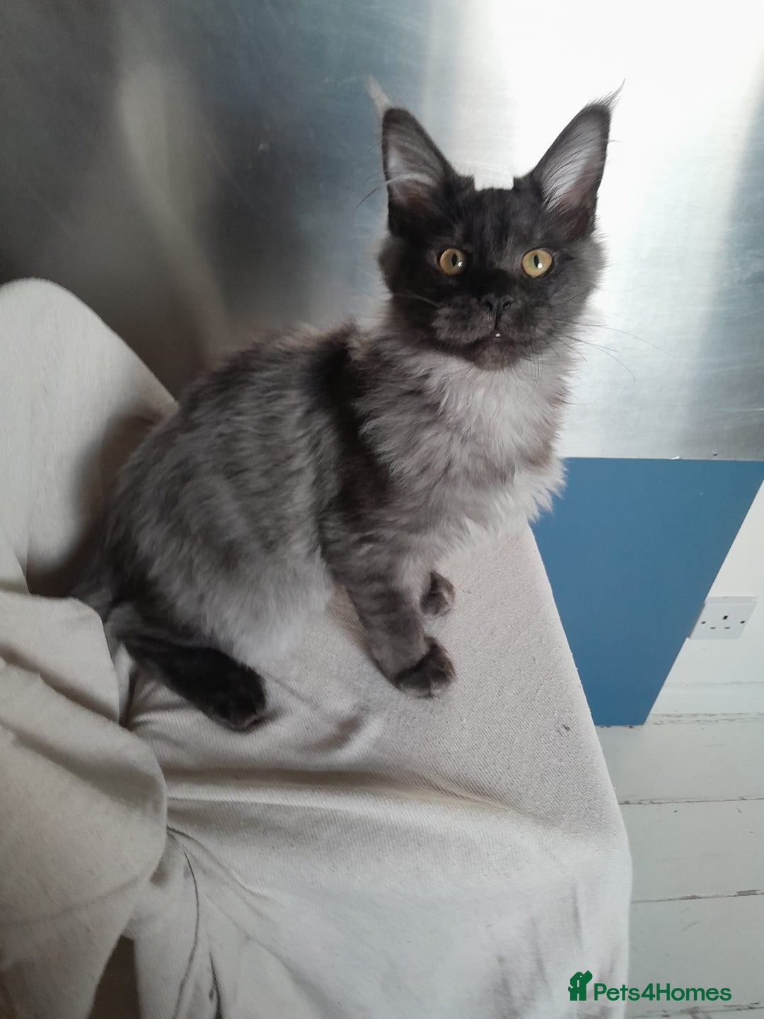 Maine Coon cats for sale: black smoke MaineCoon boy TICA reg - Advert 5