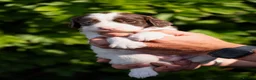 Sprocker dogs for sale: F1 Sprocker Puppies - Working or Active Pet Homes - Advert 3