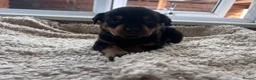 Rottweiler dogs for sale: Beautiful Rottweiler Pups  - Advert 6