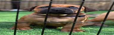 Purple collar female