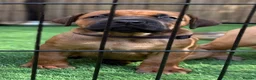 Boerboel dogs for sale: Elite Guard Neema X Spartan Dutch - Advert 33