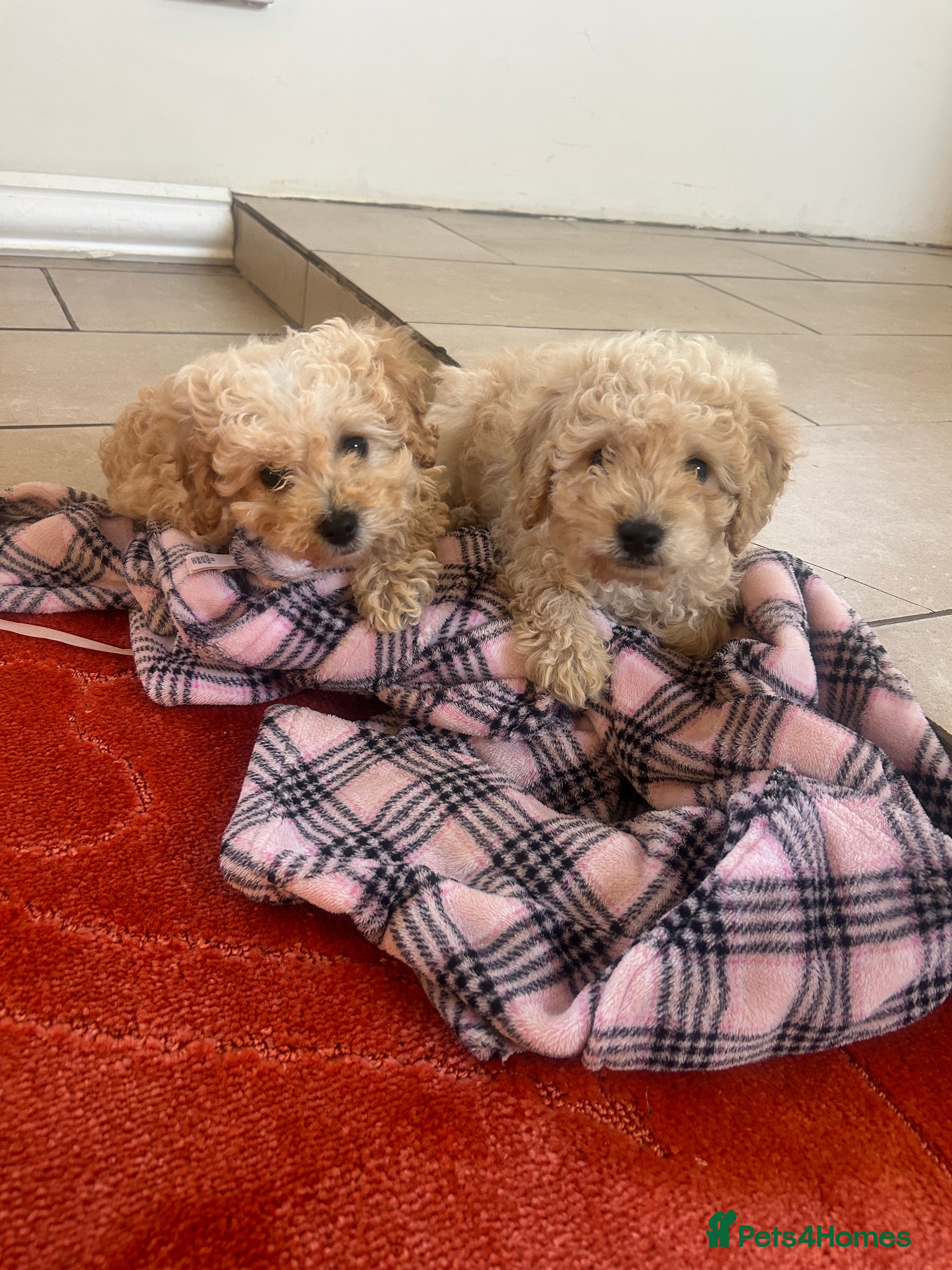 Cavapoo dogs Beautiful cavapoos  - Advert 14