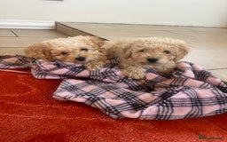 Cavapoo dogs for sale: Beautiful cavapoos  - Advert 1