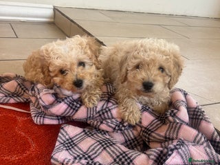 Cavapoo dogs for sale: Beautiful cavapoos - Advert 1