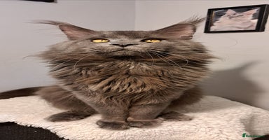 Maine Coon cats in London - Advert 10