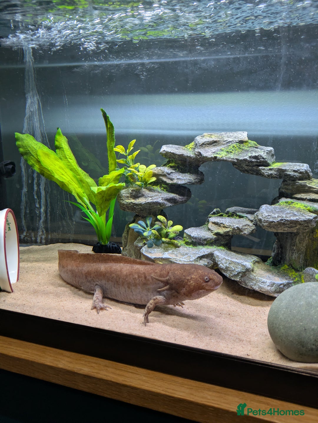 Other/Mixed Breed fish for sale: 2.5 year old male axolotl  - Advert 1