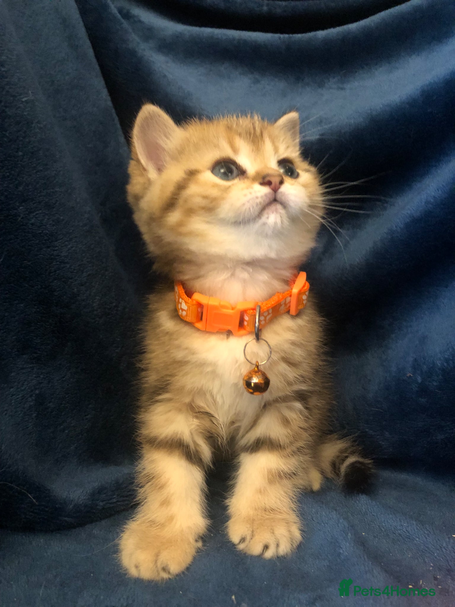 British Shorthair cats British shorthair kittens  - Advert 2