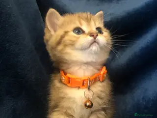 British Shorthair cats British shorthair kittens - Advert 14