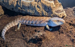 Skink reptiles for sale: Northern Blue Tongue Skink - Image 3