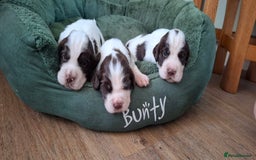 Sprocker dogs for sale: Sprocker puppies  - Image 1