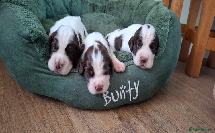 Sprocker dogs - Advert 2