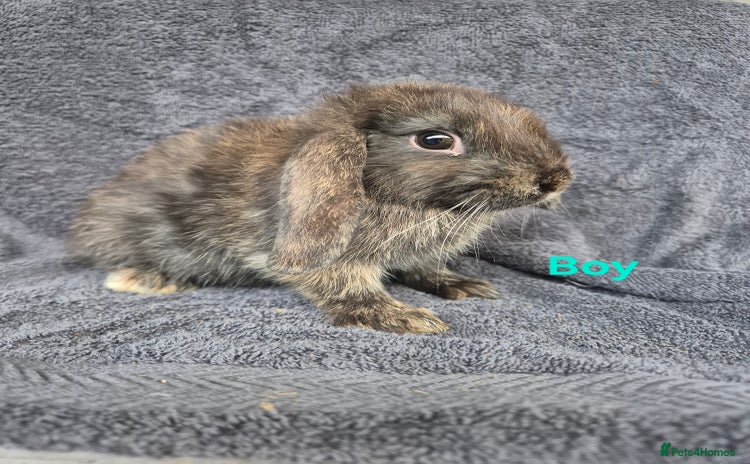 Mini Lop rabbits in Launceston - Advert 9
