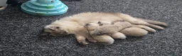 Ragdoll cats for sale: Ragdoll kittens  - Advert 4