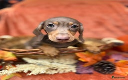 Miniature Dachshund dogs for sale: Miniature dachshund puppies  - Image 11