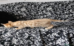 Bengal cats for sale: Stunning Pedigree Bengal Babies - Image 3