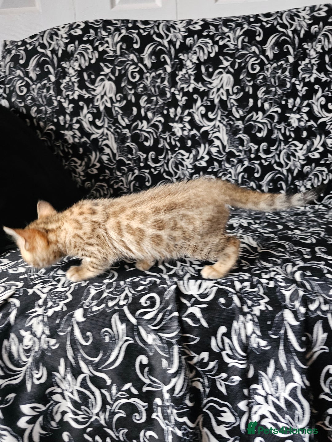 Bengal cats for sale: Stunning Pedigree Bengal Babies - Image 3