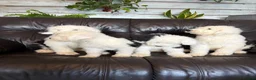 Old English Sheepdog dogs for sale: Kc Registered Old English Sheepdogs  - Advert 15