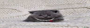 British Shorthair 4