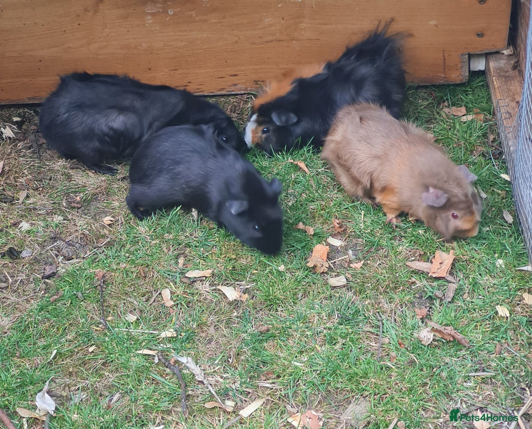 Guinea Pig rodents for sale: Baby guinea pigs for sale - Advert 6