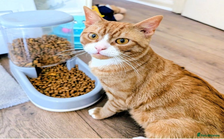 Domestic Shorthair cats - Advert 19