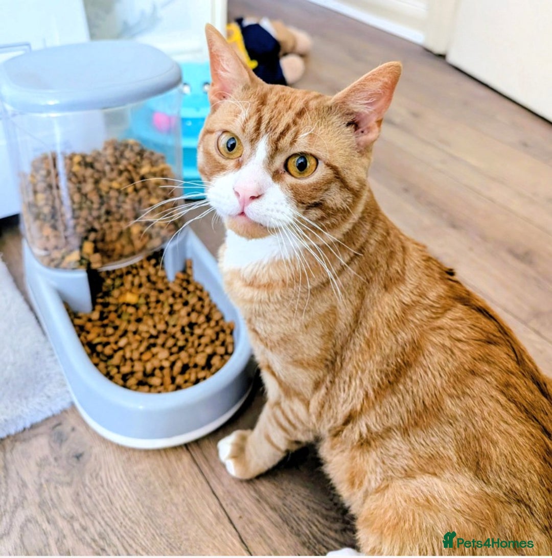 Domestic Shorthair cats for sale: Ginger male cat - Image 1