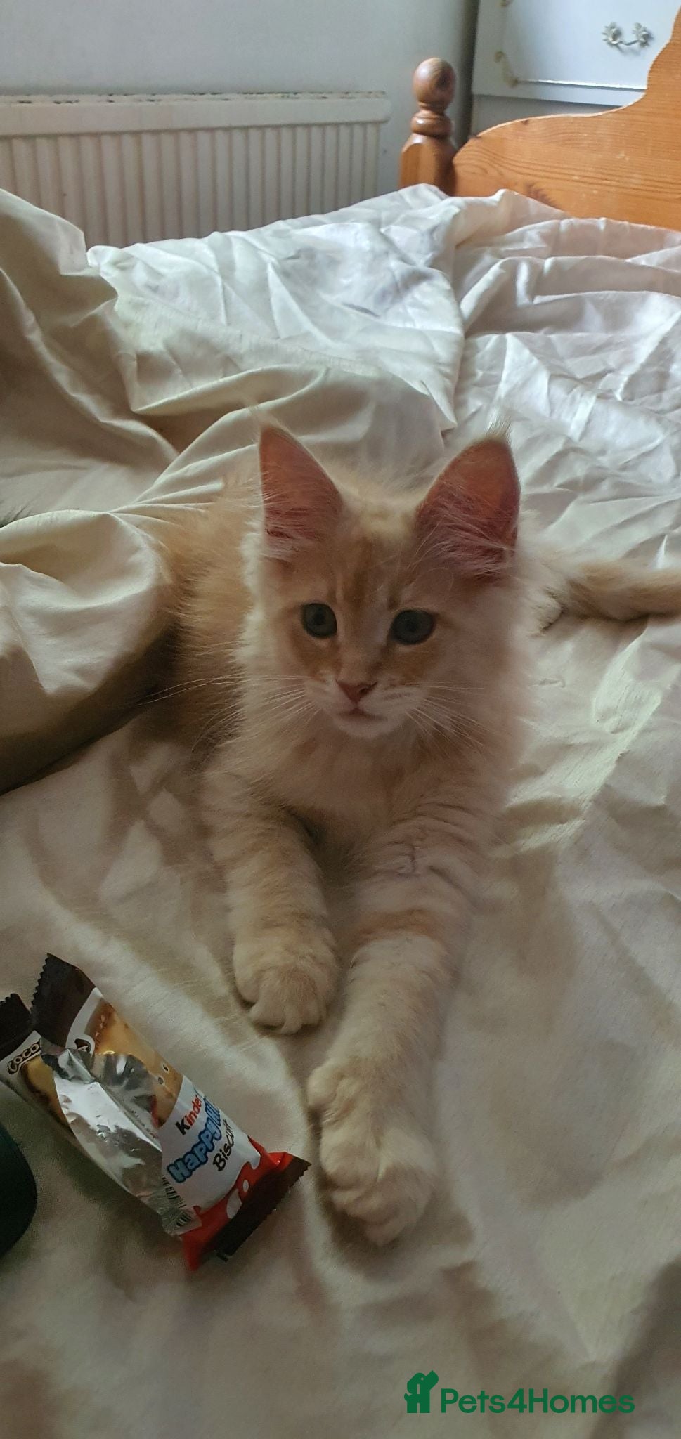 Maine Coon cats Maine coon 😸 Last cream boy left - Advert 1