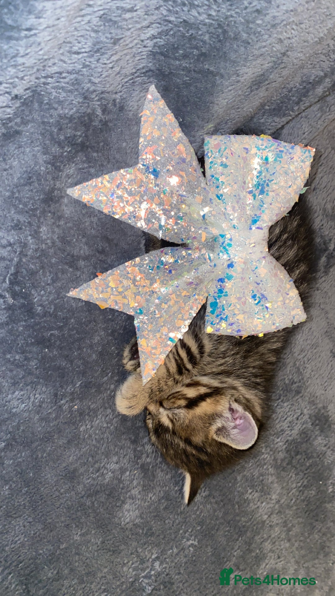 Mixed Breed cats for sale: Mixed bengal and Norwegian kittens  - Advert 4