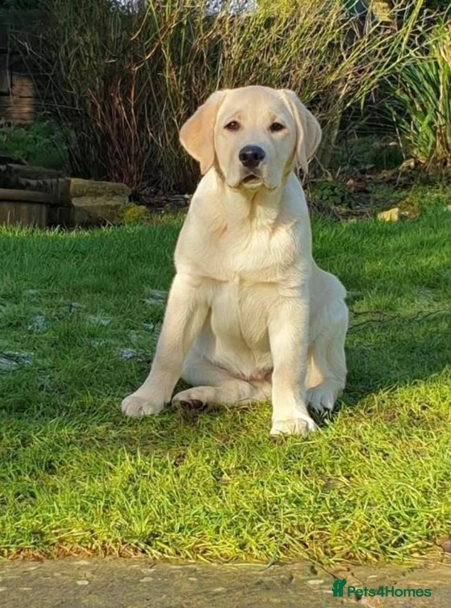 Labrador Retriever dogs Female Labrador Puppies - Advert 17