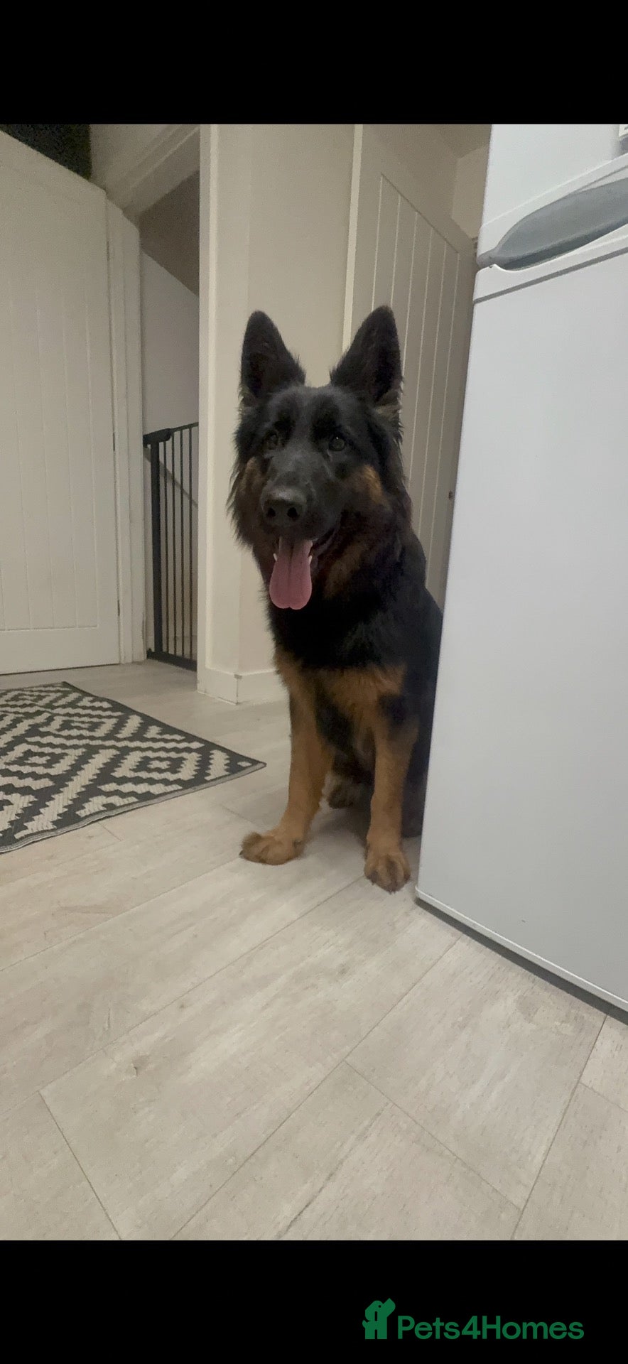 German Shepherd dogs Beautiful German Shepherd Puppies  - Advert 2