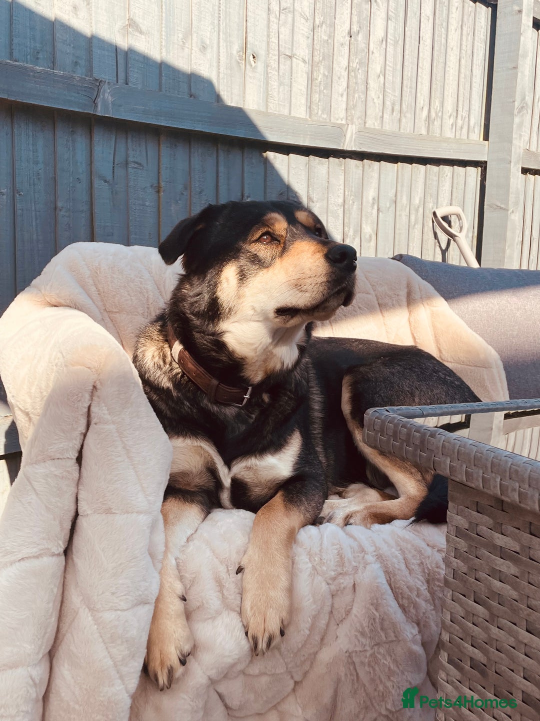 Mixed Breed dogs for sale: Rehoming of our female Rottsky - Image 1