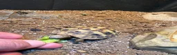 Hermann Tortoise reptiles for sale: Lovely young Hermann’s Tortoise - Advert 3