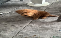 Mixed Breed dogs for sale: final reduction to find forever home  - Image 2