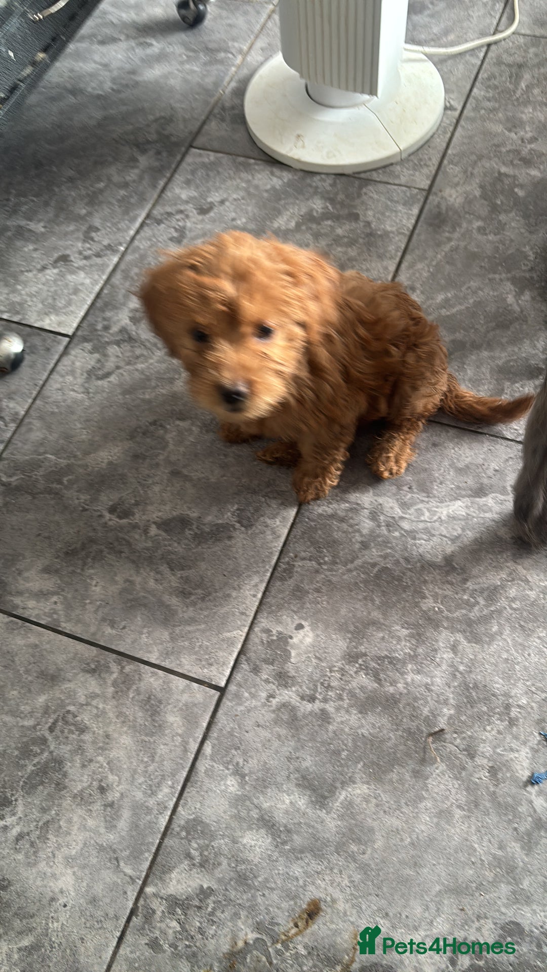 Mixed Breed dogs for sale: final reduction to find forever home  - Image 2
