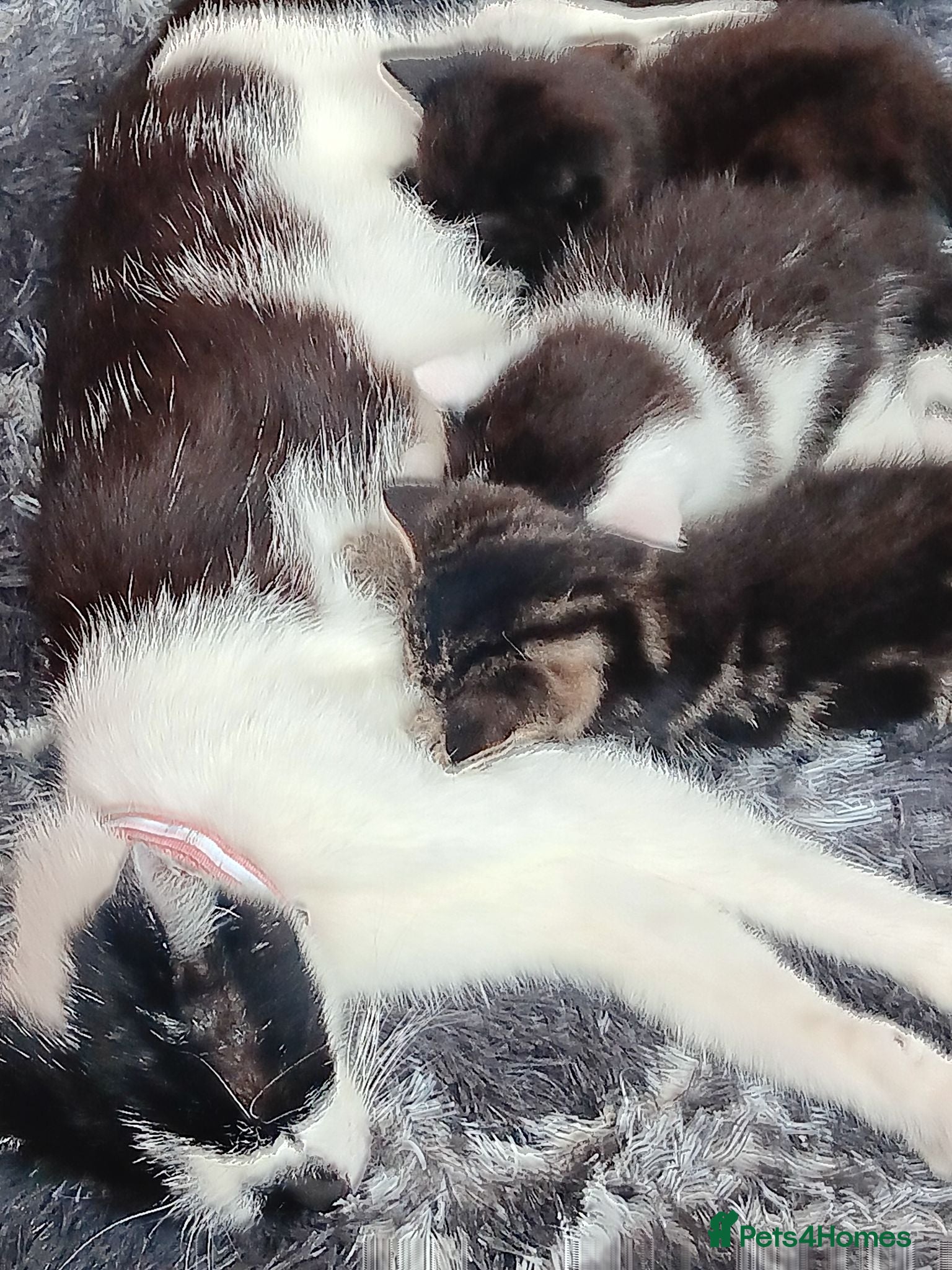 Mixed Breed cats Kittens  - Advert 2