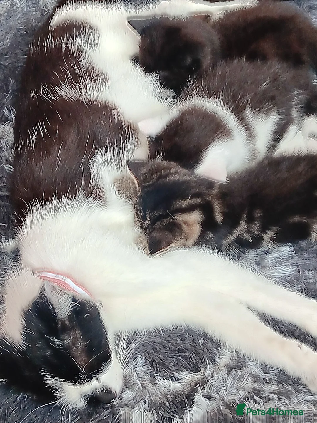 Mixed Breed cats for sale: Kittens  in Worthing - Advert 1
