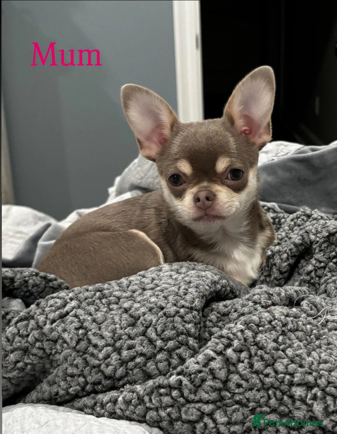 Chihuahua dogs for sale: Gorgeous chihuahua puppy ready for  **   - Advert 6