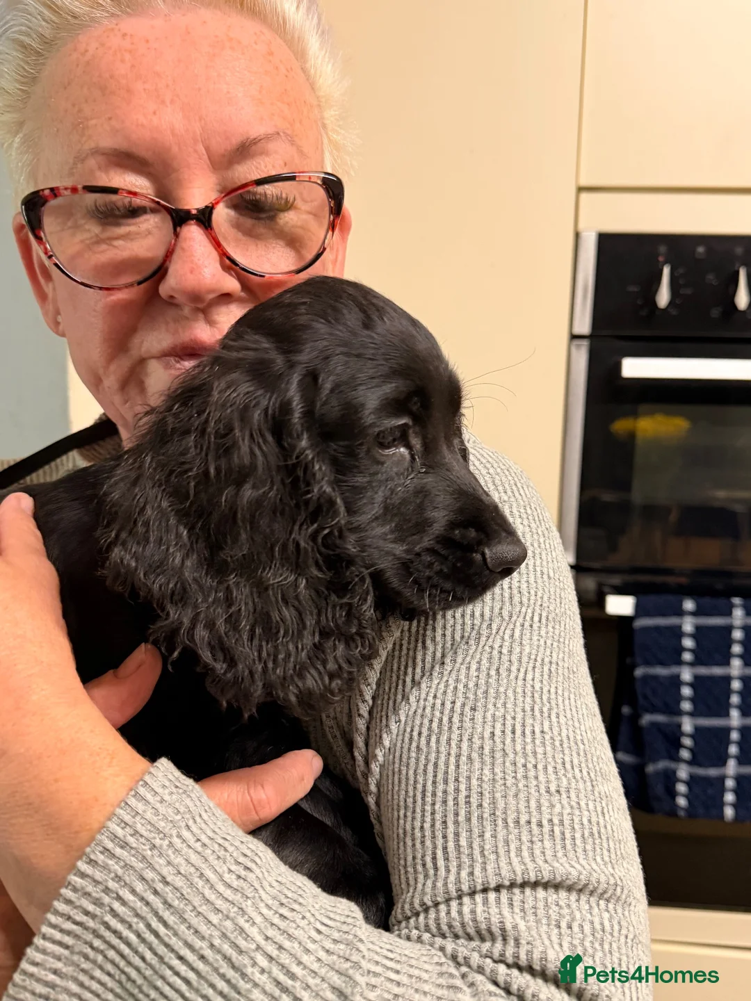 Cocker Spaniel dogs for sale: Working Cockers ready for new home  - Advert 2