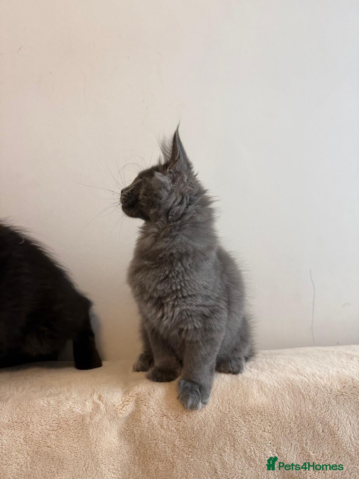 Maine Coon cats     Stunning Purebred Maine Coon Kitten - Advert 17